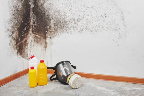Best Bathroom Mold Remediation in Parsons, WV