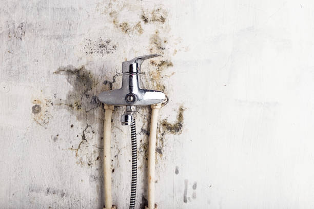 Best Basement Mold Remediation in Parsons, WV