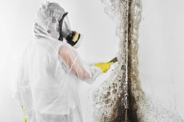 Best Residential Mold Remediation in Parsons, WV