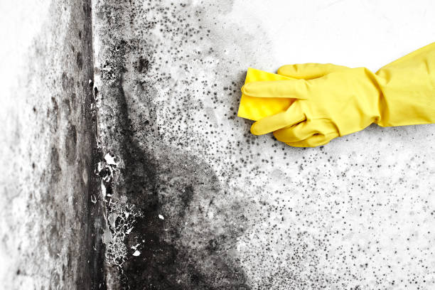 Best Commercial Mold Remediation in Parsons, WV