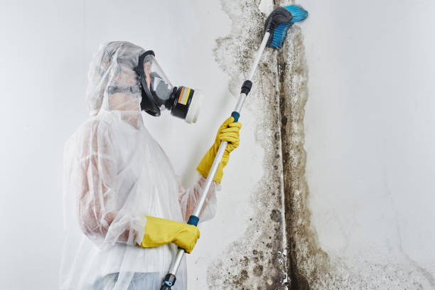 Best HVAC Mold Remediation in Parsons, WV