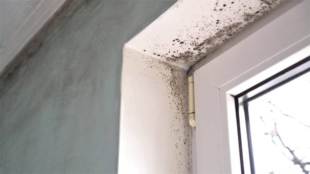 Best DIY Mold Remediation Support Services in Parsons, WV