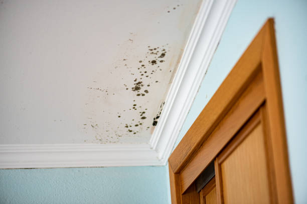 Trusted Parsons, WV Mold Remediation Experts