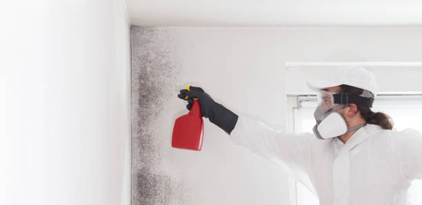 Best Kitchen Mold Remediation in Parsons, WV