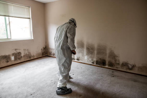 Best Health and Safety Mold Remediation in Parsons, WV