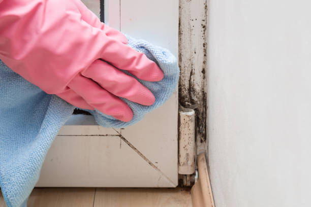 Best Residential Mold Remediation in Parsons, WV