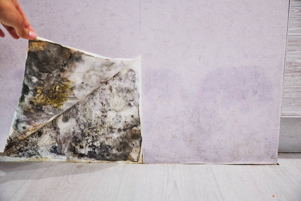 Best Localized Mold Remediation (e.g., coastal areas, humid climates) in Parsons, WV